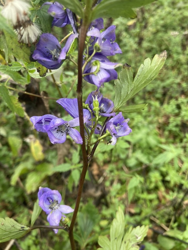 Aconitum taigicola photo 6