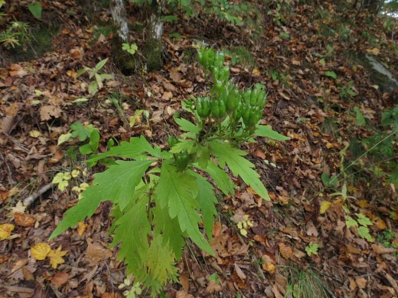 Aconitum taigicola photo 7