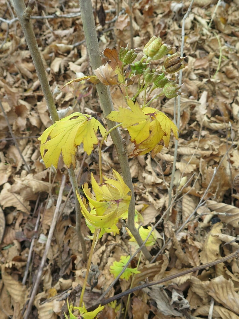 Aconitum taigicola photo 8