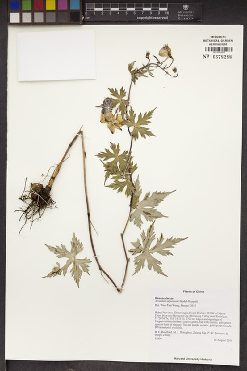 Aconitum taipeicum