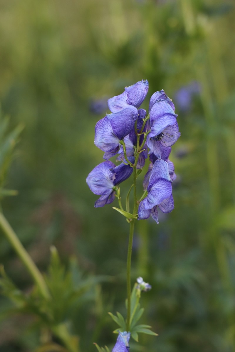 Aconitum talassicum