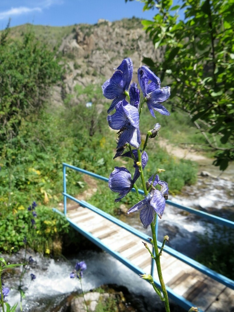 Aconitum talassicum photo 2