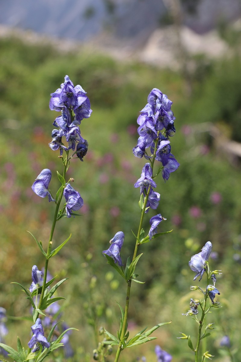 Aconitum talassicum photo 3