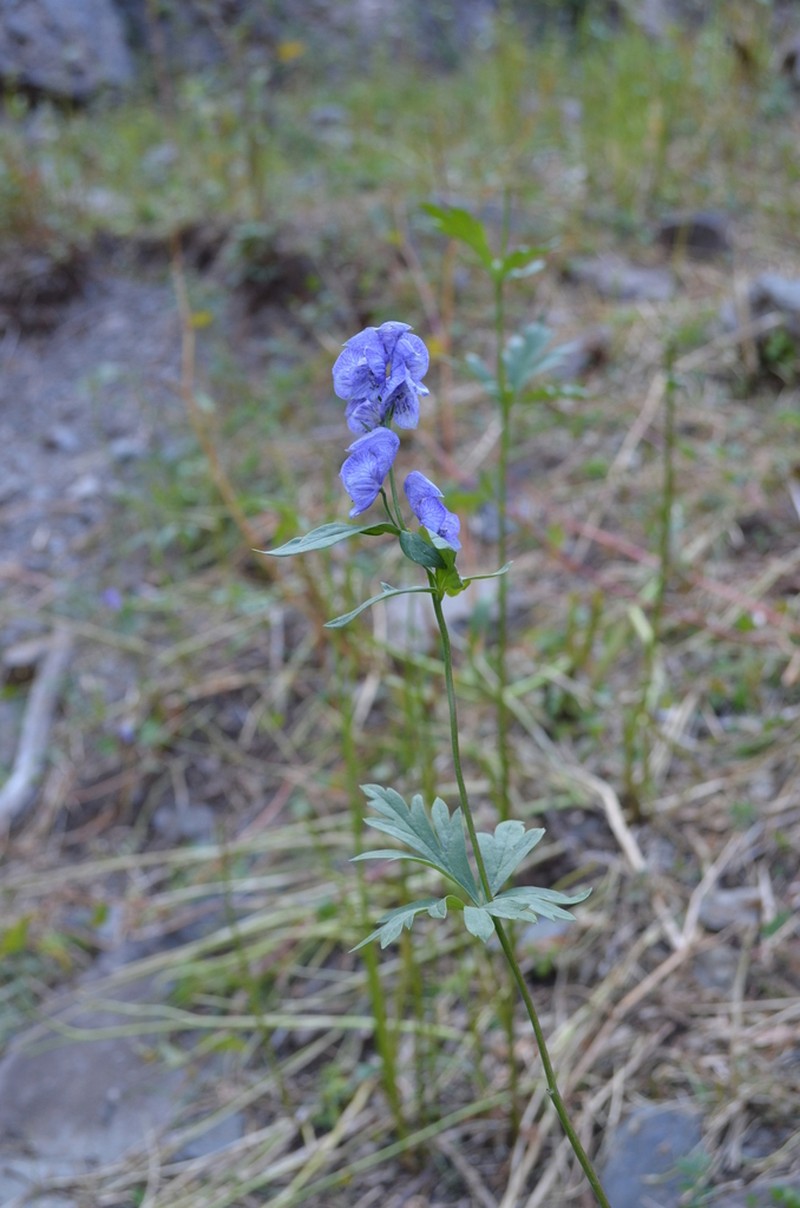 Aconitum talassicum photo 4