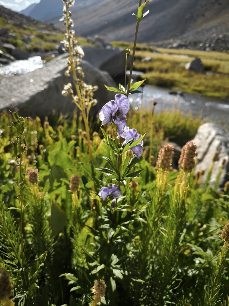 Aconitum talassicum photo 5
