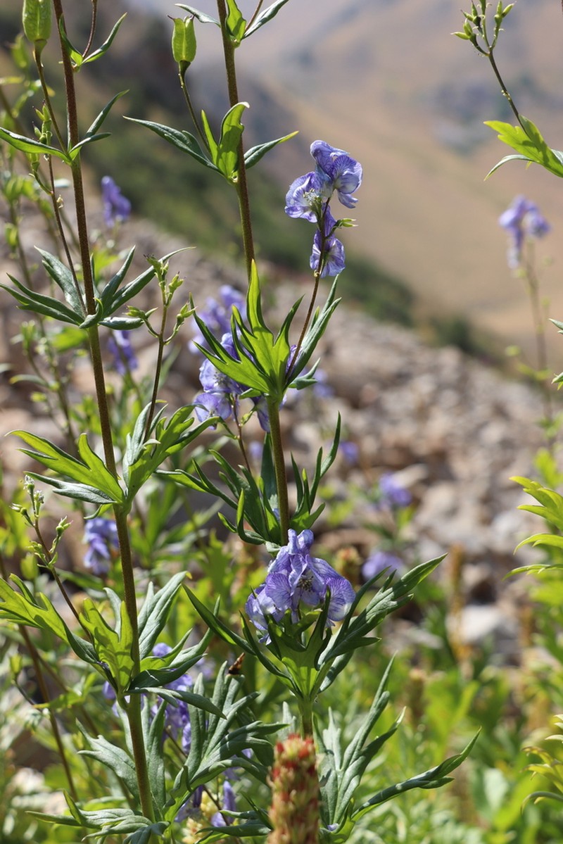 Aconitum talassicum photo 6
