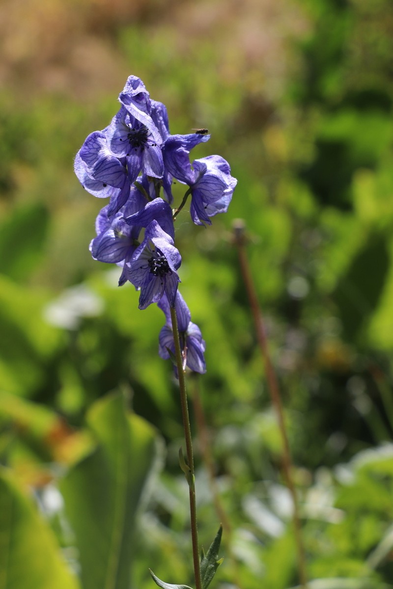 Aconitum talassicum photo 7