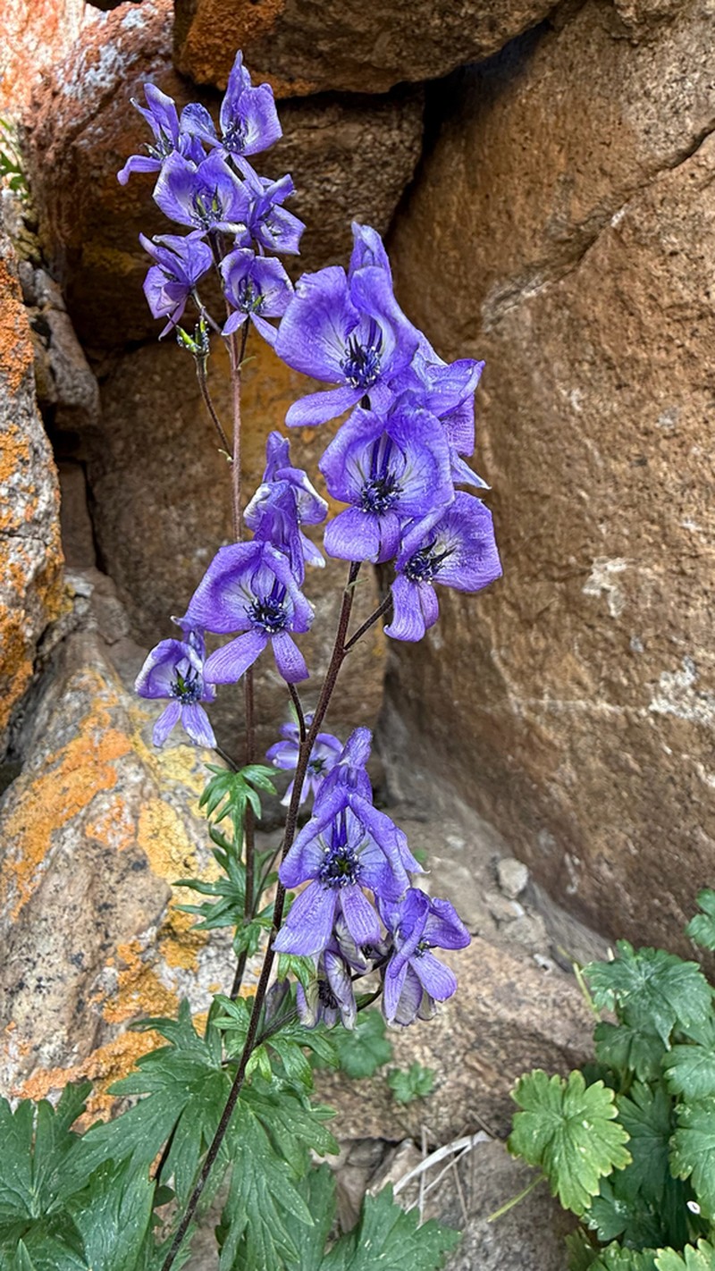 Aconitum talassicum photo 8