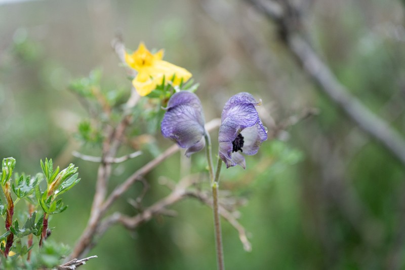 Aconitum tanguticum photo 2