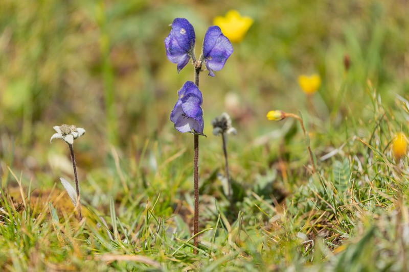 Aconitum tanguticum photo 5