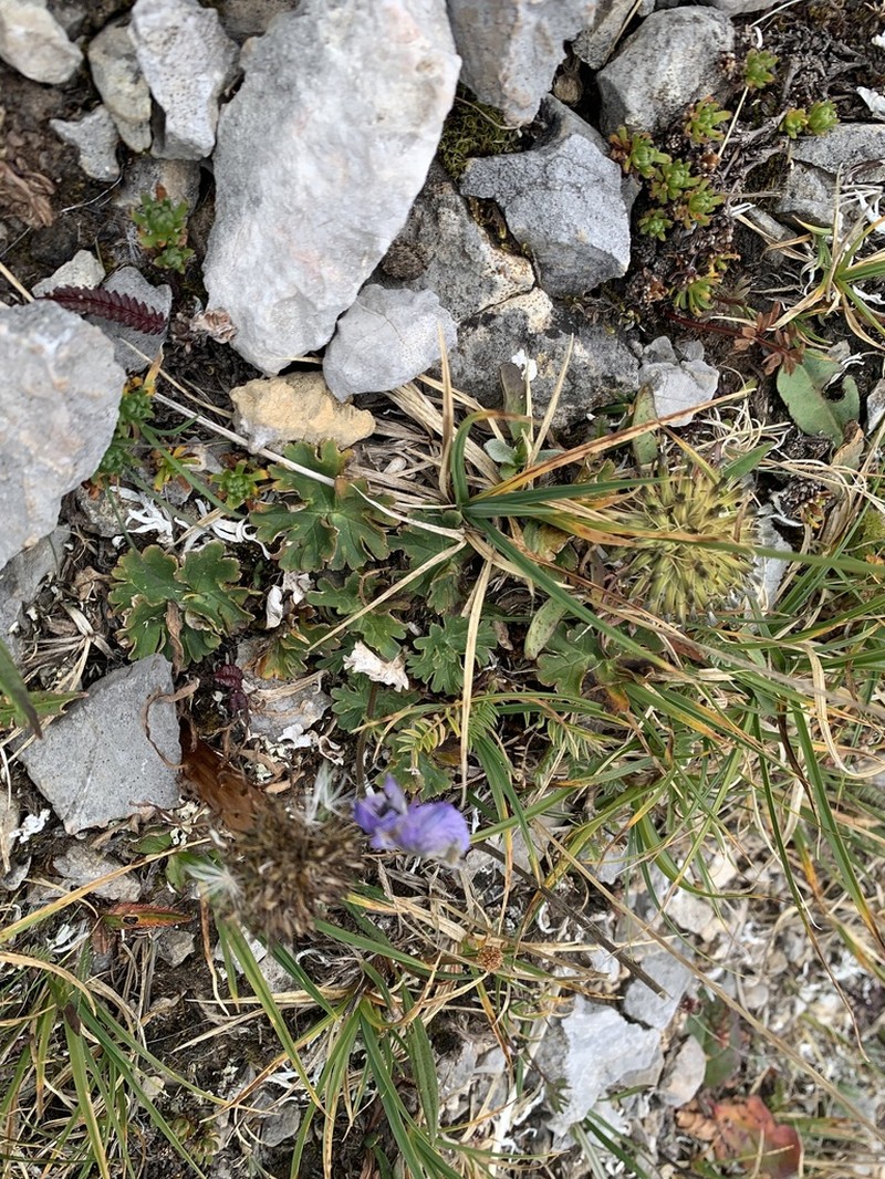 Aconitum tanguticum photo 6