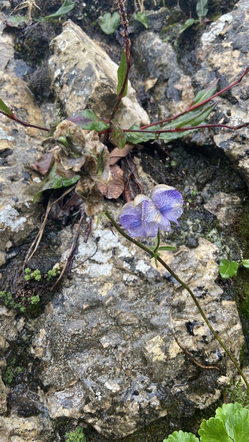 Aconitum tanguticum photo 7