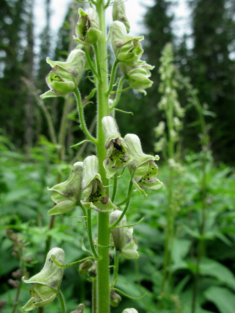 Aconitum tanzybeicum