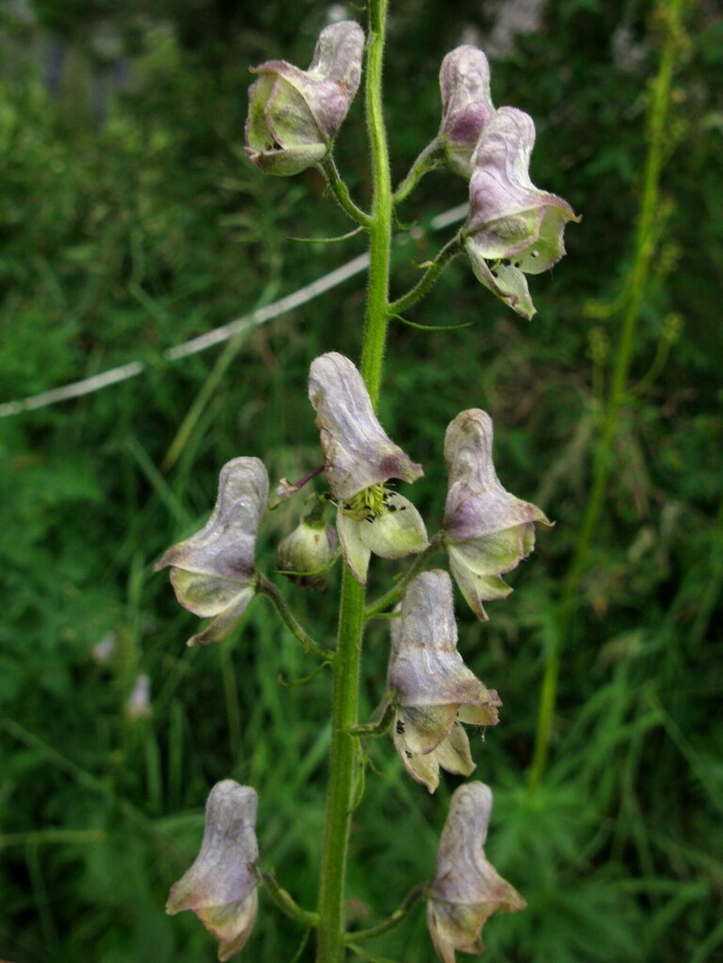 Aconitum tanzybeicum photo 2