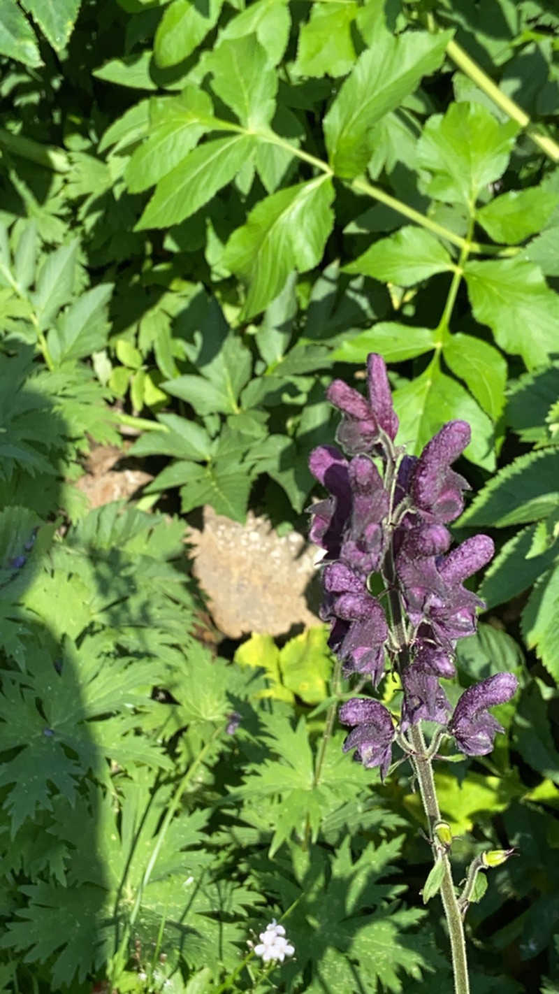 Aconitum tanzybeicum photo 3