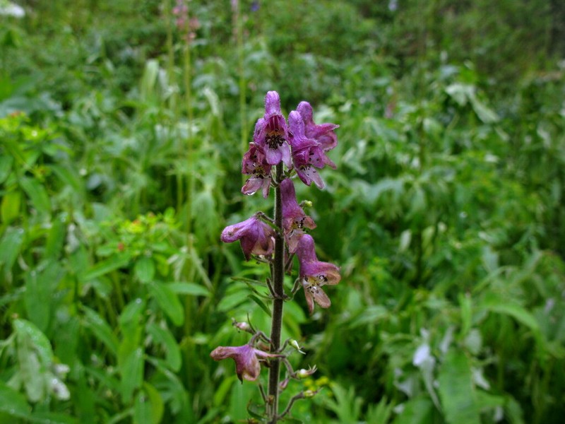 Aconitum tanzybeicum photo 4