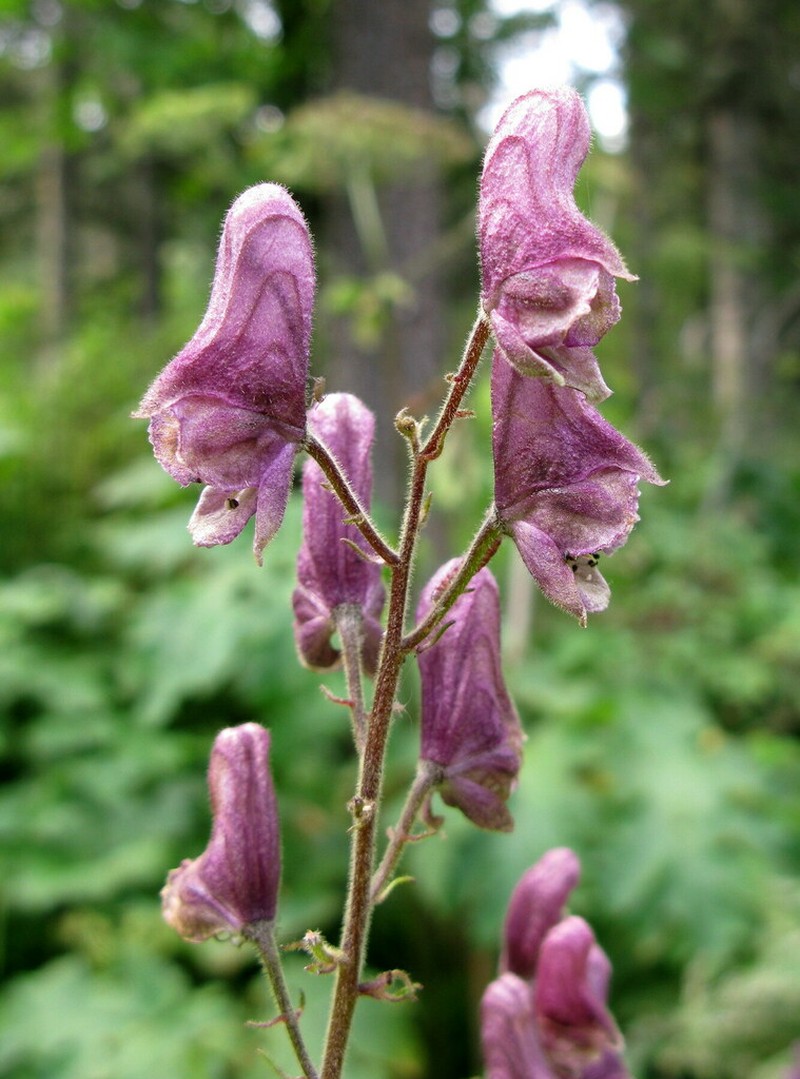 Aconitum tanzybeicum photo 5