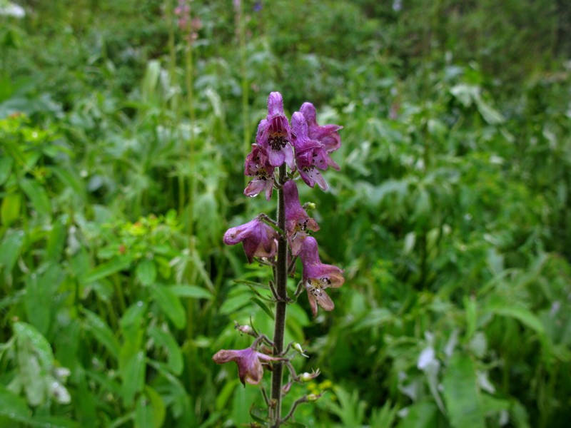 Aconitum tanzybeicum photo 6