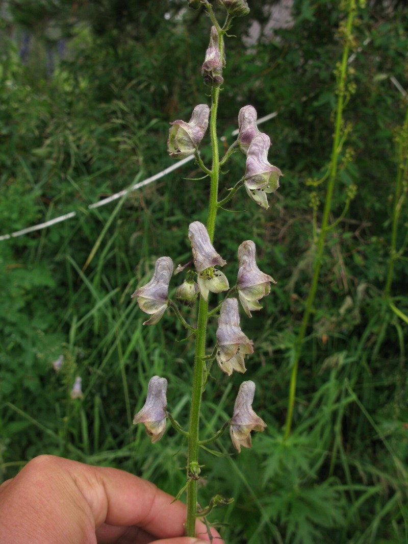Aconitum tanzybeicum photo 7