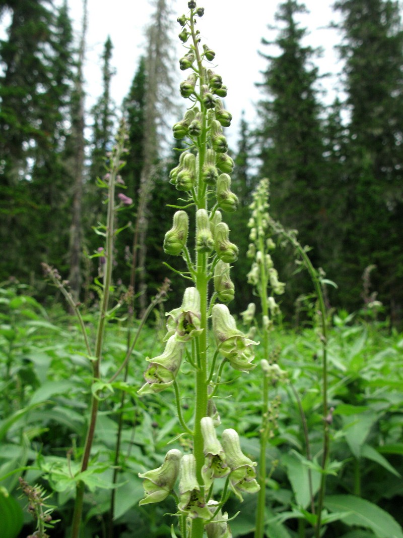 Aconitum tanzybeicum photo 8