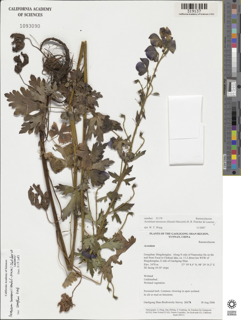 Aconitum taronense