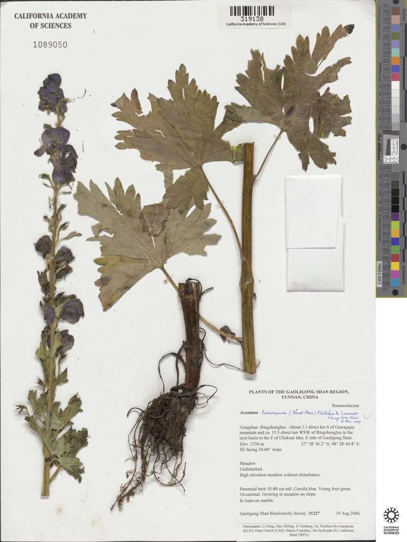 Aconitum taronense photo 2