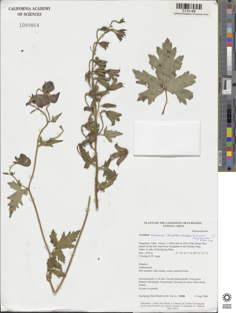 Aconitum taronense photo 3