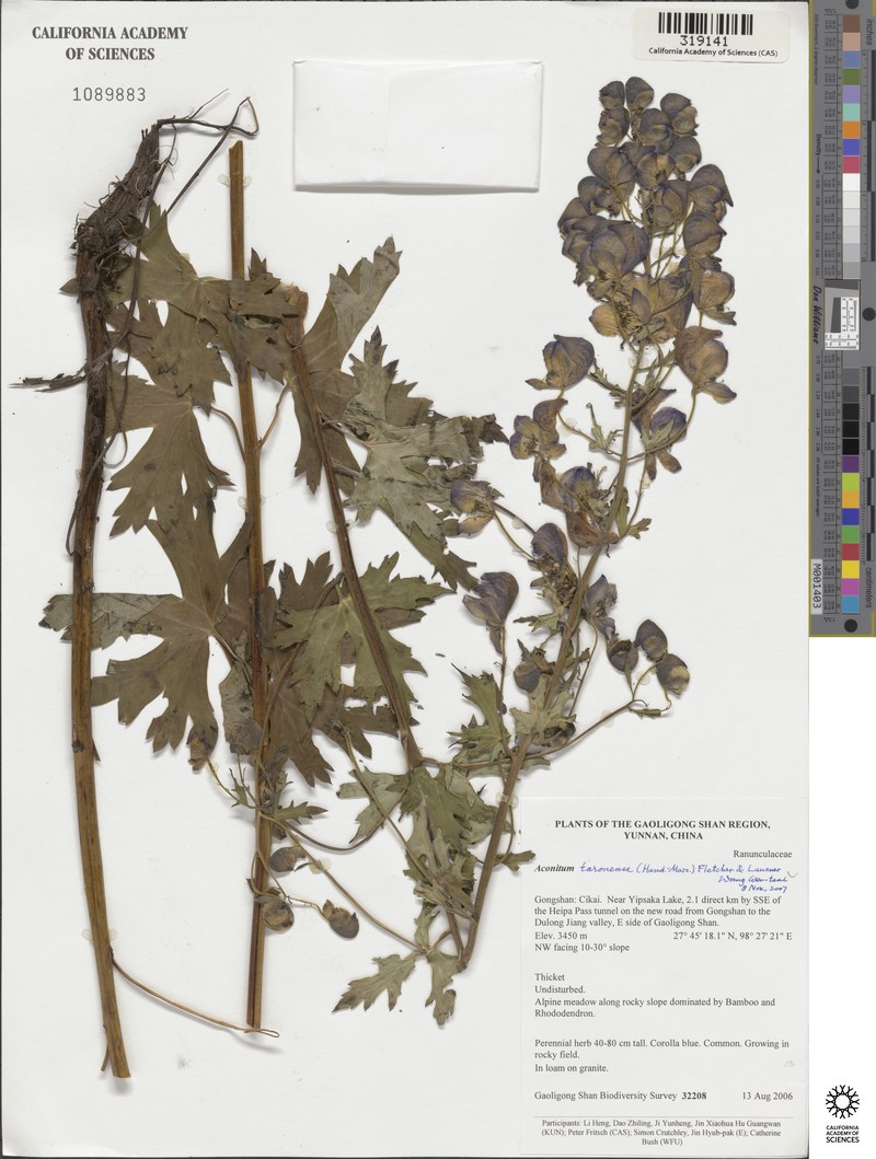 Aconitum taronense photo 4