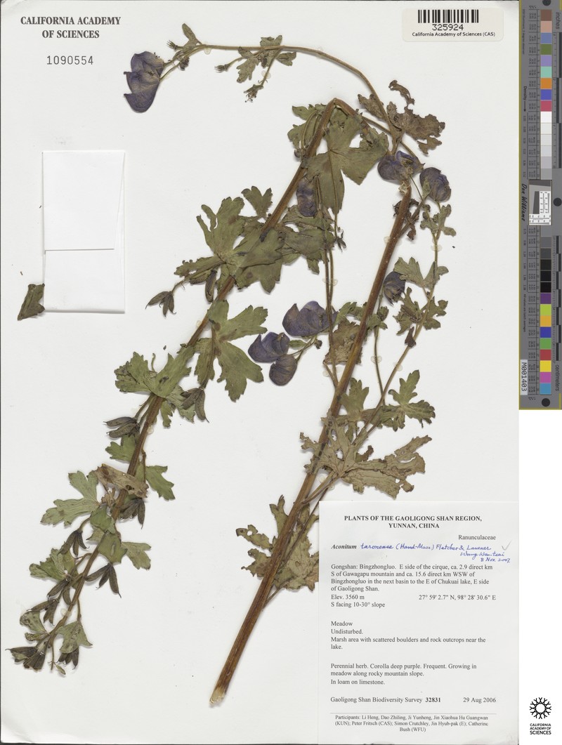 Aconitum taronense photo 5