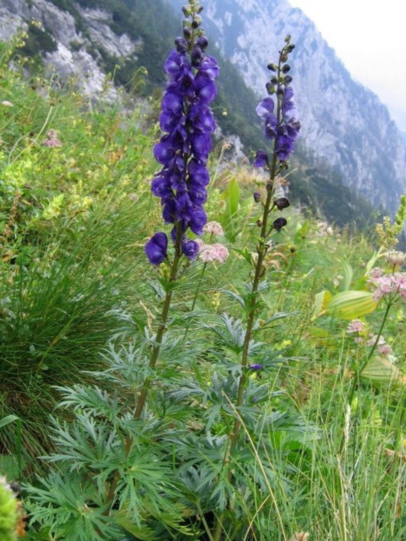 Aconitum tauricum