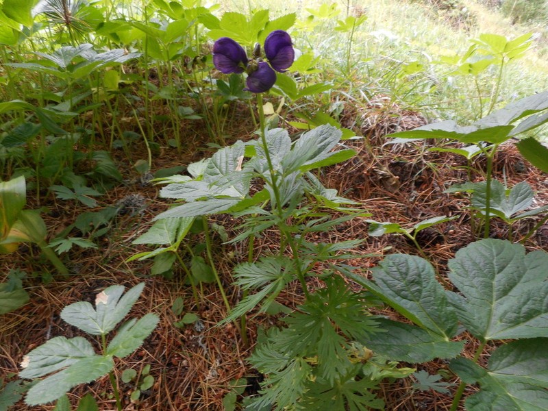 Aconitum tauricum photo 2