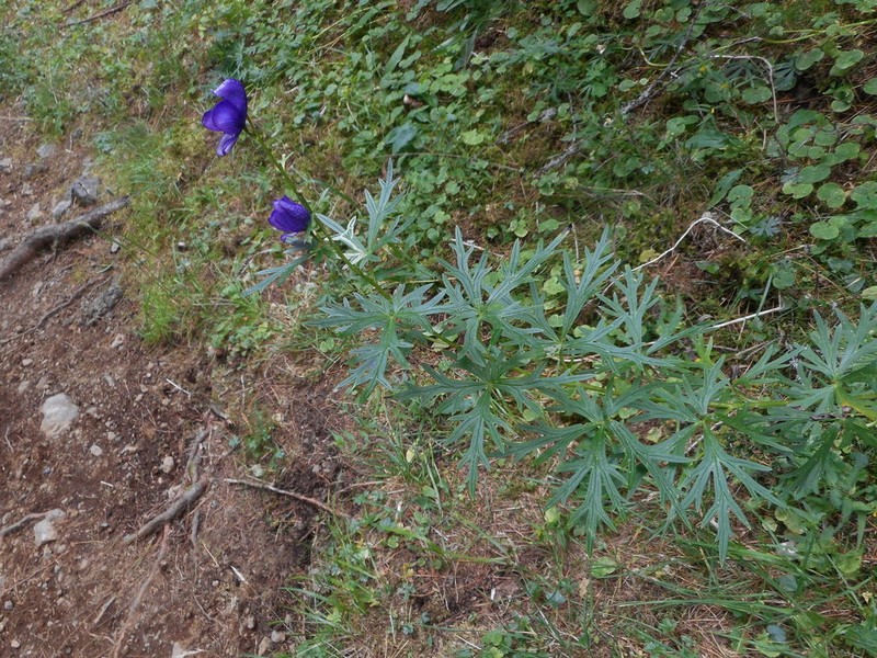 Aconitum tauricum photo 3
