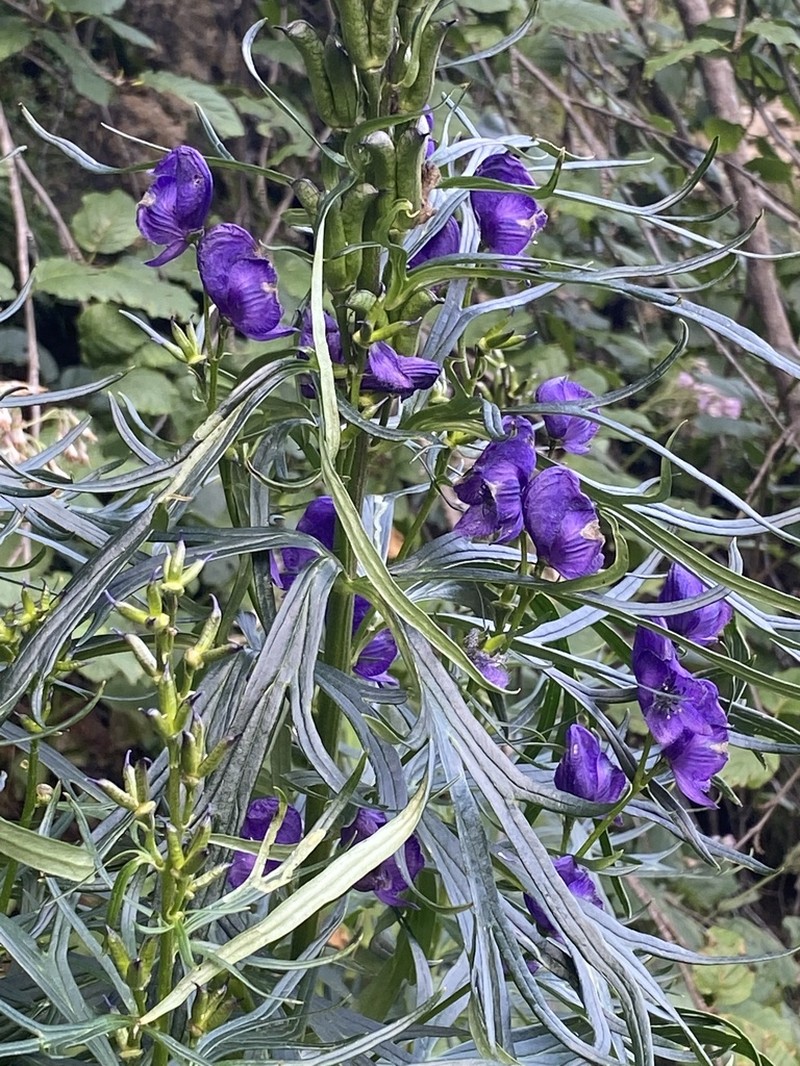 Aconitum tauricum photo 4