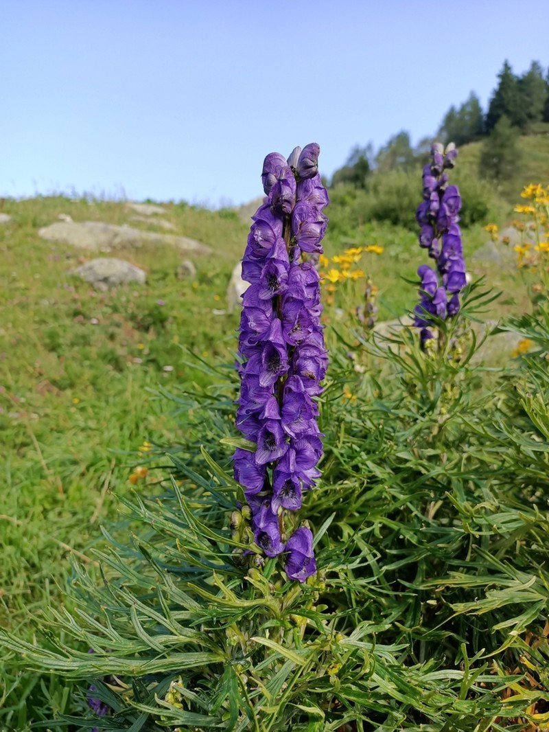 Aconitum tauricum photo 5