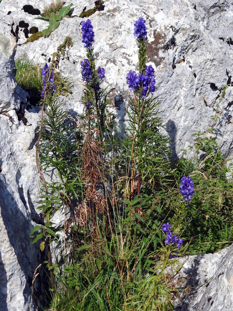 Aconitum tauricum photo 6