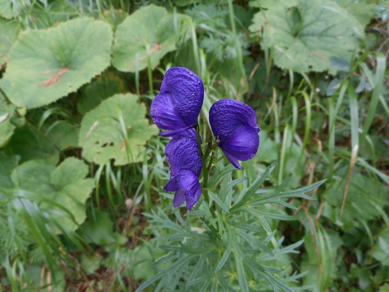 Aconitum tauricum photo 7