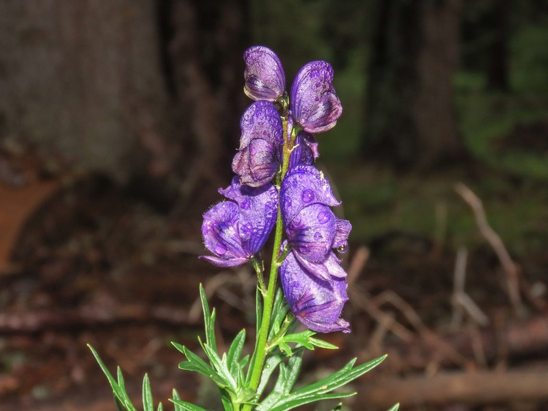 Aconitum tauricum photo 8