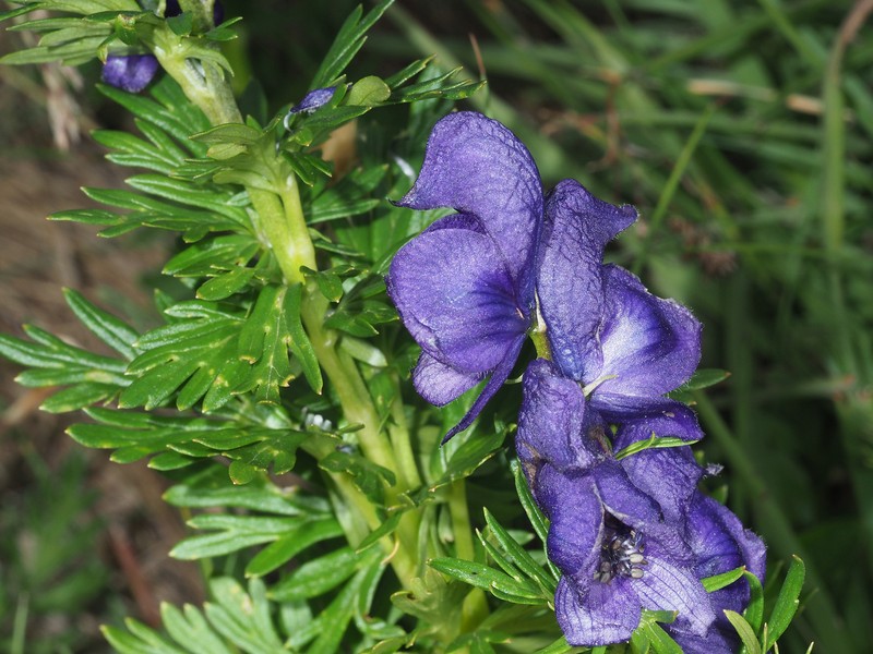 Aconitum tauricum subsp. tauricum