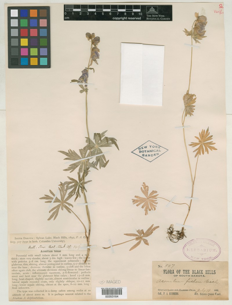 Aconitum tenue