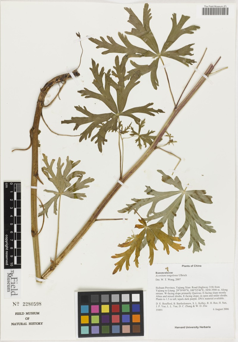 Aconitum tongolense
