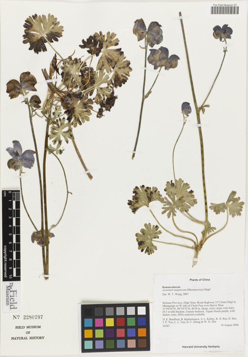 Aconitum tongolense photo 2