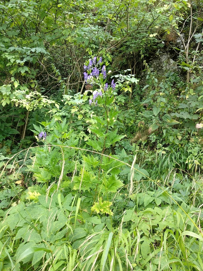 Aconitum toxicum