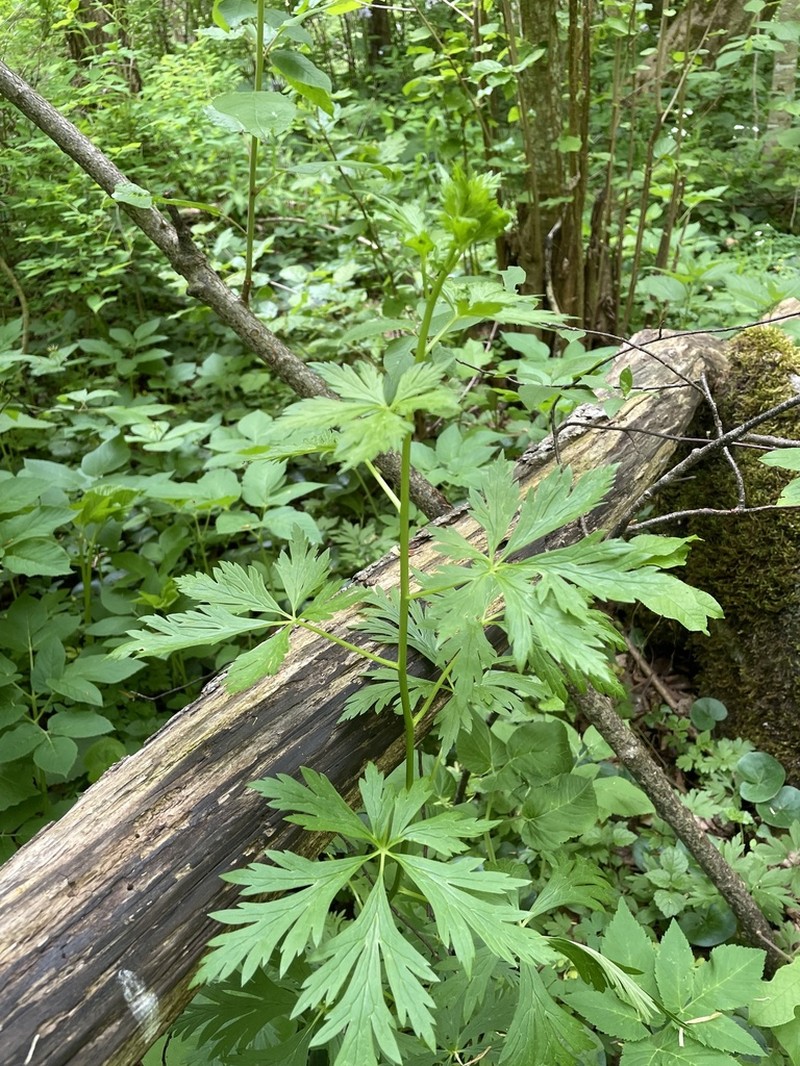 Aconitum toxicum photo 2