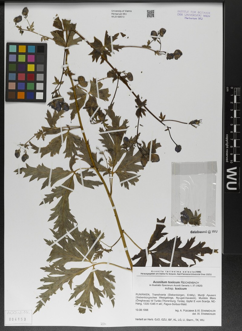 Aconitum toxicum photo 4