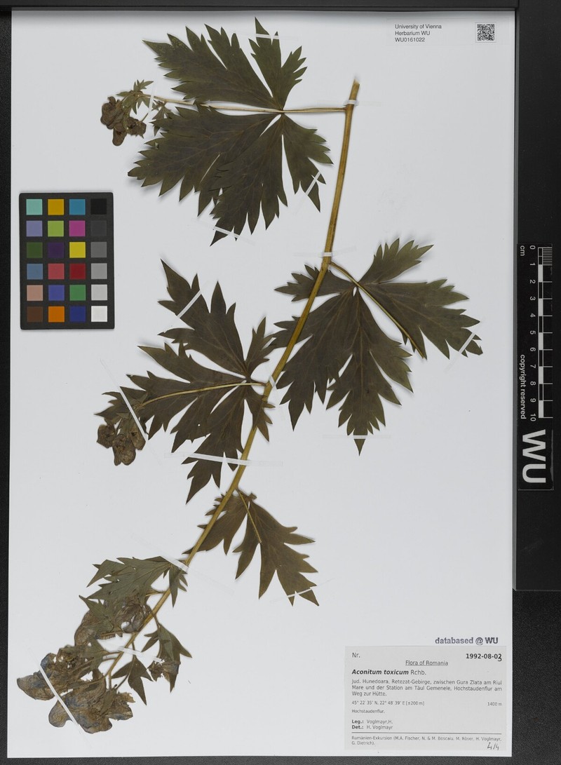 Aconitum toxicum photo 8
