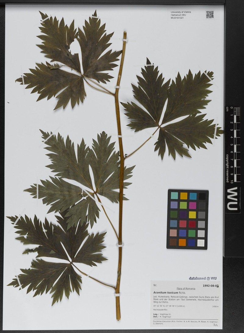Aconitum toxicum nothosubsp. nyaradyanum photo 3