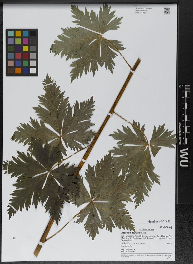 Aconitum toxicum nothosubsp. nyaradyanum photo 5