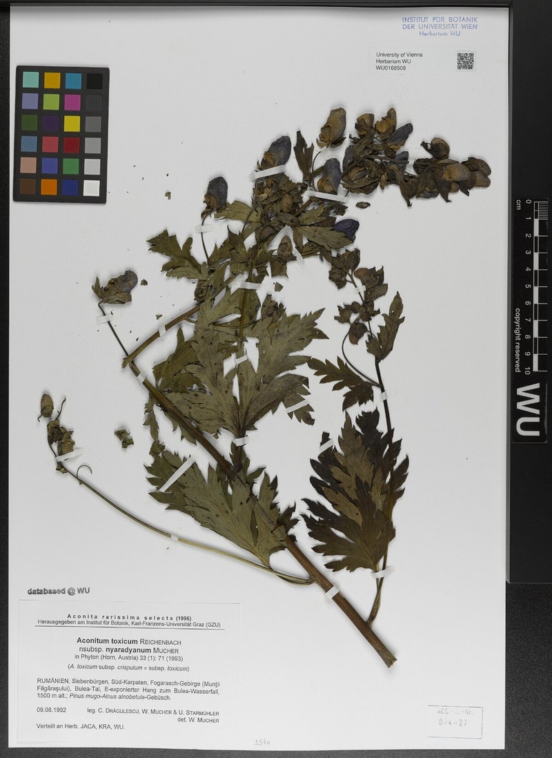 Aconitum toxicum nothosubsp. nyaradyanum photo 7
