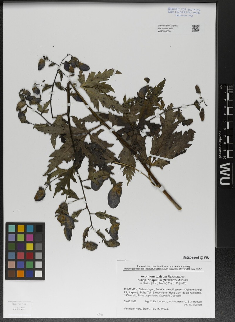 Aconitum toxicum nothosubsp. nyaradyanum photo 8