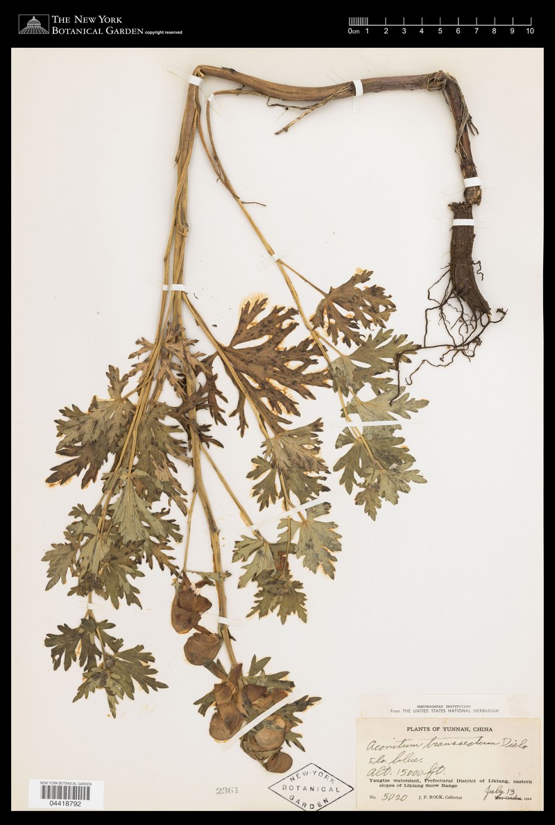 Aconitum transsectum
